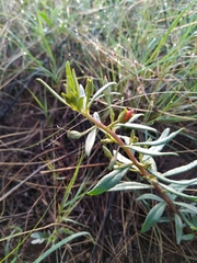Talinum aurantiacum