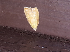 Acleris curvalana