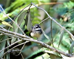 Rhipidura albiscapa alisteri