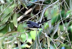 Rhipidura albiscapa alisteri