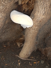 Basidiomycota