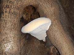 Basidiomycota