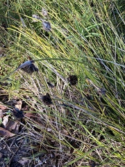 Mesomelaena tetragona