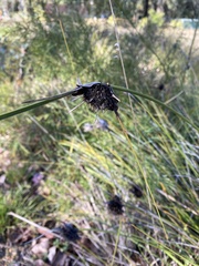 Mesomelaena tetragona