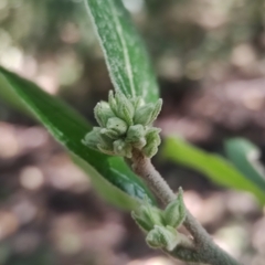 Cestrum strigilatum