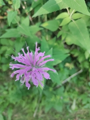 Monarda fistulosa