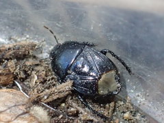 Pangaeus tuberculipes