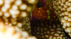 Sebastapistes cyanostigma