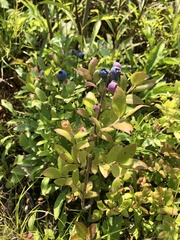 Vaccinium myrtilloides image
