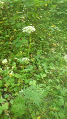 Conioselinum tataricum
