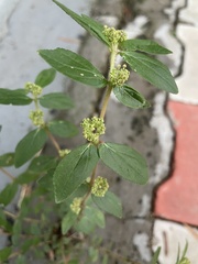 Euphorbia hirta