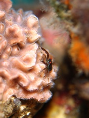 Galathea australiensis