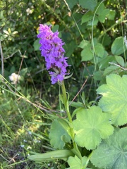 Dactylorhiza