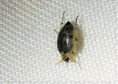 Peltodytes edentulus