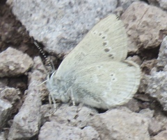 Satyrium semiluna