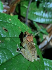 Pristimantis incomptus