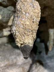 Rulyrana flavopunctata