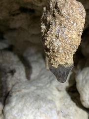 Rulyrana flavopunctata