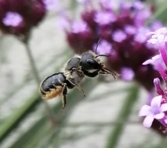 Osmia leaiana