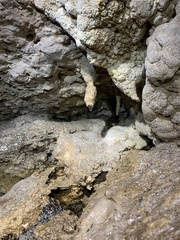 Rulyrana flavopunctata