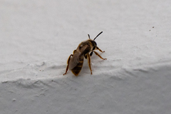 Anthophila