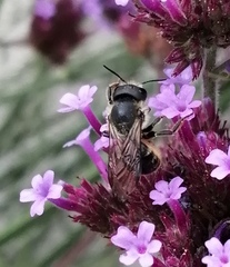 Osmia leaiana