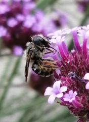 Osmia leaiana