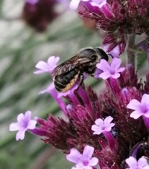 Osmia leaiana