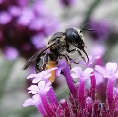 Osmia leaiana