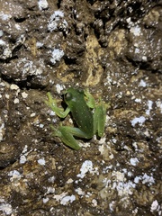 Rulyrana flavopunctata