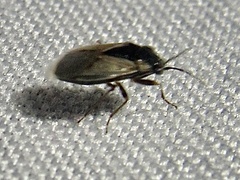 Geocoris pallens