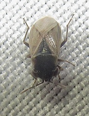 Geocoris pallens