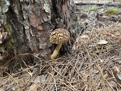 Boletellus ananas image