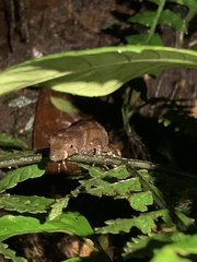 Gelanesaurus flavogularis