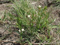 Epilobium salignum