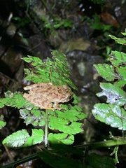 Pristimantis rubicundus