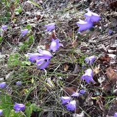 Campanula rotundifolia