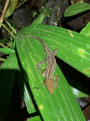 Gelanesaurus flavogularis