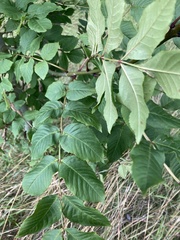 Fraxinus excelsior