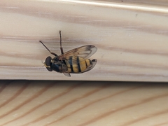 Volucella inanis