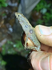 Potamites ecpleopus