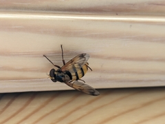 Volucella inanis
