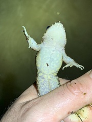 Leptodactylus wagneri