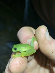 Rulyrana flavopunctata