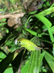 Hyloscirtus phyllognathus