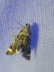 Eoparargyractis irroratalis