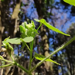 Abutilon grandifolium