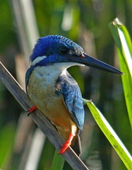 Alcedo semitorquata
