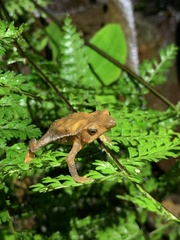 Rhinella festae