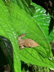 Gelanesaurus flavogularis